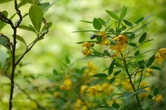 Senna corymbosa